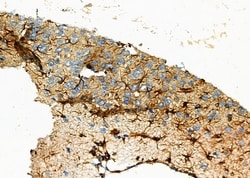 Invitrogen OR51A1P Polyclonal Antibody 100 &mu;L; Unconjugated:Antibodies,