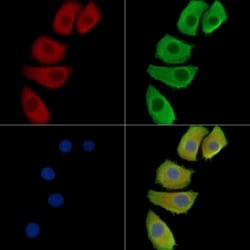 HOR5'Beta13 Polyclonal Antibody, Invitrogen 100 &mu;L | Buy Online | Thermo Scientific | Fisher Scientific