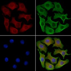 Invitrogen GPR128 Polyclonal Antibody 100 &mu;L; Unconjugated:Antibodies,