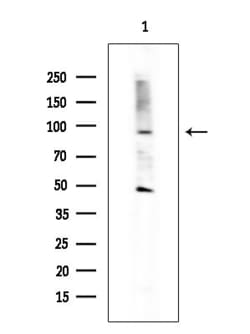Invitrogen GPR128 Polyclonal Antibody 100 &mu;L; Unconjugated:Antibodies,