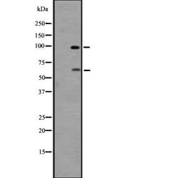 Invitrogen GPR133 Polyclonal Antibody 100 &mu;L; Unconjugated:Antibodies,