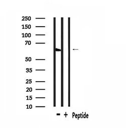 Invitrogen GPR148 Polyclonal Antibody 100 &mu;L; Unconjugated:Antibodies,