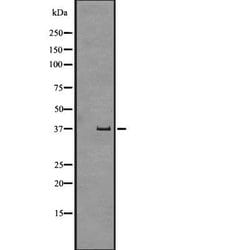 Invitrogen GPR43 Polyclonal Antibody 100 &mu;L; Unconjugated:Antibodies,