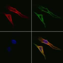 Invitrogen GPR63 Polyclonal Antibody 100 &mu;L; Unconjugated:Antibodies,