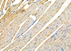 Invitrogen GPR63 Polyclonal Antibody 100 &mu;L; Unconjugated:Antibodies,