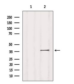 Invitrogen NPBWR1 Polyclonal Antibody 100 &mu;L | Buy Online | Invitrogen&trade; | Fisher Scientific