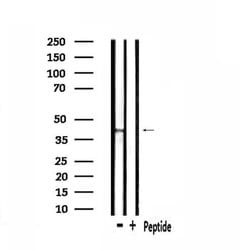 Invitrogen NPBWR2 Polyclonal Antibody 100 &mu;L | Buy Online | Invitrogen&trade; | Fisher Scientific