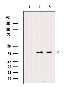 Invitrogen NPBWR2 Polyclonal Antibody 100 &mu;L | Buy Online | Invitrogen&trade; | Fisher Scientific