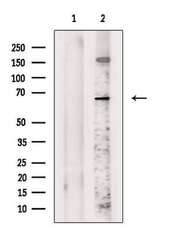 Invitrogen Frizzled 10 Polyclonal Antibody 100 &mu;L; Unconjugated:Antibodies,