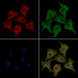 Invitrogen GPR110 Polyclonal Antibody 100 &mu;L; Unconjugated:Antibodies,