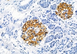 Invitrogen GPR141 Polyclonal Antibody 100 &mu;L; Unconjugated:Antibodies,
