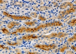Invitrogen GPR141 Polyclonal Antibody 100 &mu;L; Unconjugated:Antibodies,