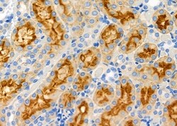 Invitrogen GPR141 Polyclonal Antibody 100 &mu;L; Unconjugated:Antibodies,