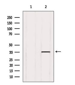 Invitrogen GPR141 Polyclonal Antibody 100 &mu;L; Unconjugated:Antibodies,