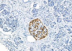 Invitrogen GPR33 Polyclonal Antibody 100 &mu;L; Unconjugated:Antibodies,