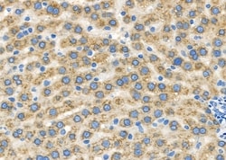 Invitrogen GPR33 Polyclonal Antibody 100 &mu;L; Unconjugated:Antibodies,