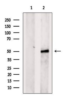 Invitrogen GPR33 Polyclonal Antibody 100 &mu;L; Unconjugated:Antibodies,