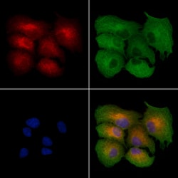 Invitrogen NPSR1 Polyclonal Antibody 100 &mu;L; Unconjugated:Antibodies,
