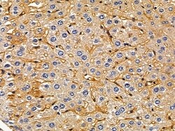 Invitrogen NPSR1 Polyclonal Antibody 100 &mu;L; Unconjugated:Antibodies,