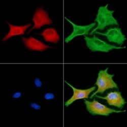 Invitrogen NPY4R Polyclonal Antibody 100 &mu;L; Unconjugated:Antibodies,