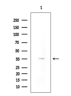 Invitrogen NPY4R Polyclonal Antibody 100 &mu;L; Unconjugated:Antibodies,
