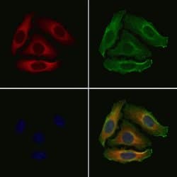 OR2T8/OR2T12/OR2T33 Polyclonal Antibody, Invitrogen 100 &mu;L; Unconjugated:Antibodies,