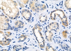 OR2T8/OR2T12/OR2T33 Polyclonal Antibody, Invitrogen 100 &mu;L; Unconjugated:Antibodies,