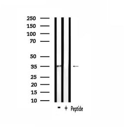 Invitrogen OR4F3/OR4F21 Polyclonal Antibody 100 &mu;L; Unconjugated:Antibodies,