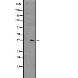 Invitrogen OR51L1 Polyclonal Antibody 100 &mu;L; Unconjugated:Antibodies,