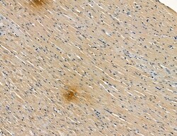Invitrogen OR51M1 Polyclonal Antibody 100 &mu;L; Unconjugated:Antibodies,