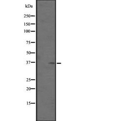 Invitrogen OR51M1 Polyclonal Antibody 100 &mu;L; Unconjugated:Antibodies,