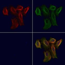 Invitrogen OR5AN1 Polyclonal Antibody 100 &mu;L; Unconjugated:Antibodies,