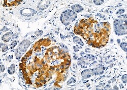Invitrogen OR5AN1 Polyclonal Antibody 100 &mu;L; Unconjugated:Antibodies,