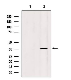 Invitrogen OR5AN1 Polyclonal Antibody 100 &mu;L; Unconjugated:Antibodies,