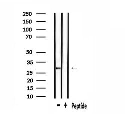 Invitrogen OR6C75 Polyclonal Antibody 100 &mu;L; Unconjugated:Antibodies,