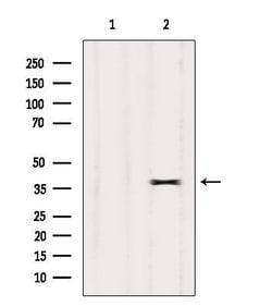 Invitrogen OR7E24 Polyclonal Antibody 100 &mu;L | Buy Online | Invitrogen&trade; | Fisher Scientific