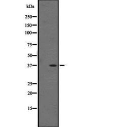 Invitrogen OR1F1 Polyclonal Antibody 100 &mu;L; Unconjugated:Antibodies,