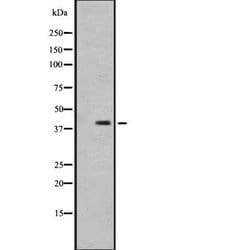 OR1I1 Polyclonal Antibody, Invitrogen 100 &mu;L; Unconjugated:Antibodies,