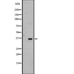 OR1J4 Polyclonal Antibody, Invitrogen 100 &mu;L; Unconjugated:Antibodies,