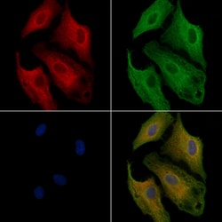 Invitrogen OR1L1 Polyclonal Antibody 100 &mu;L; Unconjugated:Antibodies,