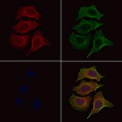 Invitrogen OR1L1 Polyclonal Antibody 100 &mu;L; Unconjugated:Antibodies,