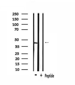 Invitrogen OR1L1 Polyclonal Antibody 100 &mu;L; Unconjugated:Antibodies,
