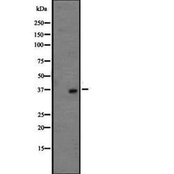 Invitrogen OR1L3 Polyclonal Antibody 100 &mu;L; Unconjugated:Antibodies,