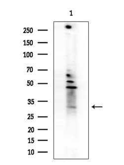 Invitrogen OR1L3 Polyclonal Antibody 100 &mu;L; Unconjugated:Antibodies,