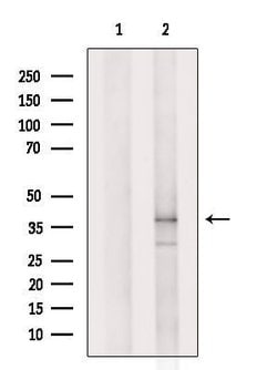 Invitrogen OR2A2 Polyclonal Antibody 100 &mu;L; Unconjugated:Antibodies,