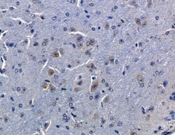 OR2L3/OR2L8 Polyclonal Antibody, Invitrogen 100 &mu;L | Buy Online | Thermo Scientific | Fisher Scientific