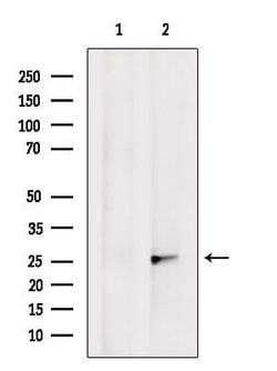 Invitrogen OR2M4 Polyclonal Antibody 100 &mu;L; Unconjugated:Antibodies,