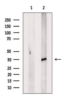 Invitrogen OR2M4 Polyclonal Antibody 100 &mu;L; Unconjugated:Antibodies,