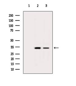 Invitrogen OR2S2 Polyclonal Antibody 100 &mu;L; Unconjugated:Antibodies,