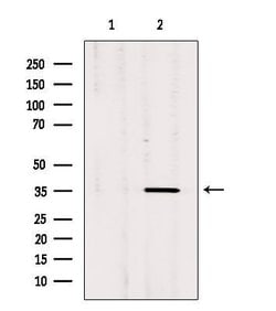 Invitrogen OR3A1 Polyclonal Antibody 100 &mu;L; Unconjugated:Antibodies,